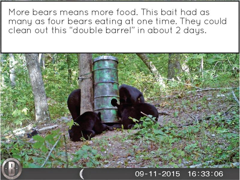 Five Bear Baiting Blunders - Bear Baiting - Bear Hunting Magazine