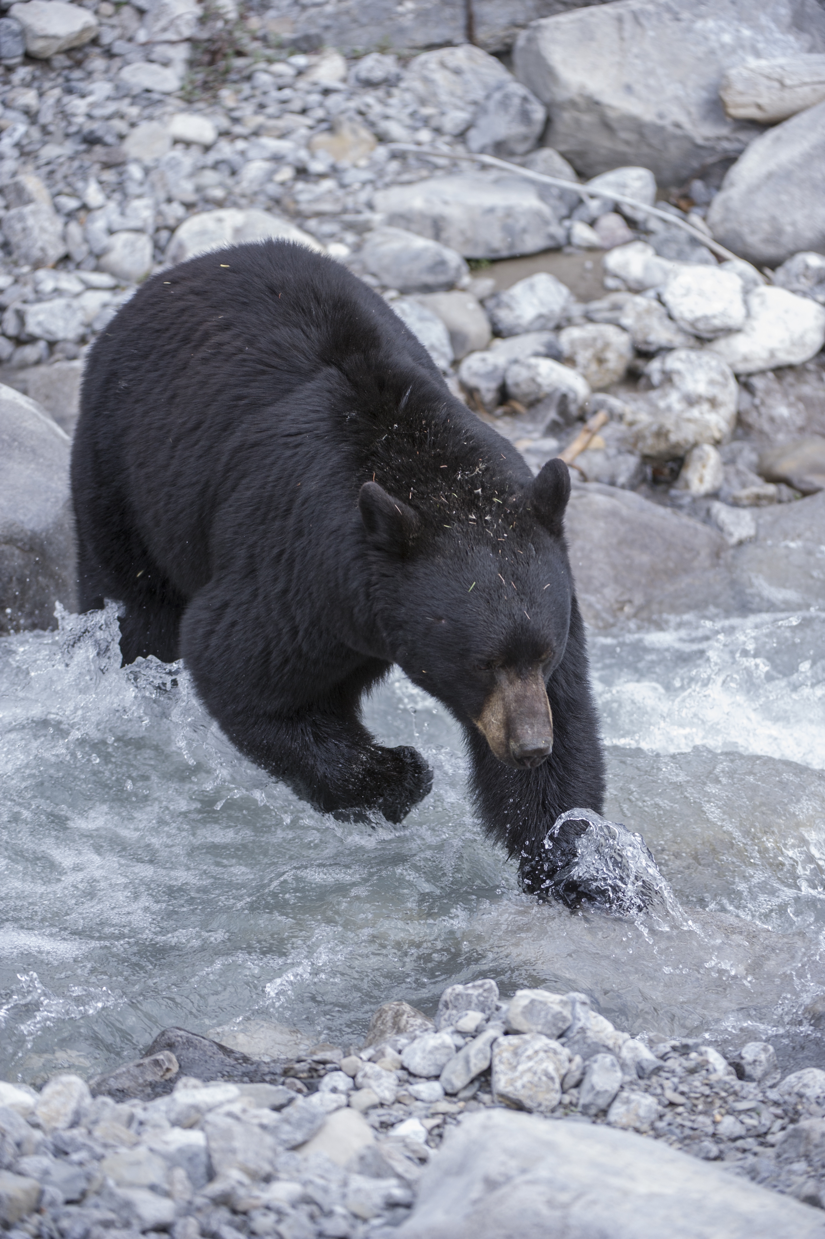 Bear season: Here's how Pennsylvania controls its largest predator