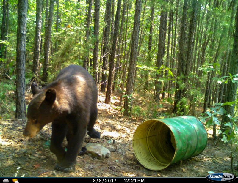 Using Bait Additives - Bear Baiting - Bear Hunting Magazine