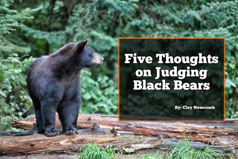 Five Thoughts on Judging Black Bears - Tactics/Knowledge - Bear Hunting  Magazine