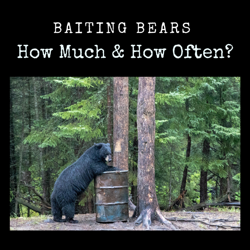 Baiting Bears  How Much & How Often? - Bear Baiting - Bear