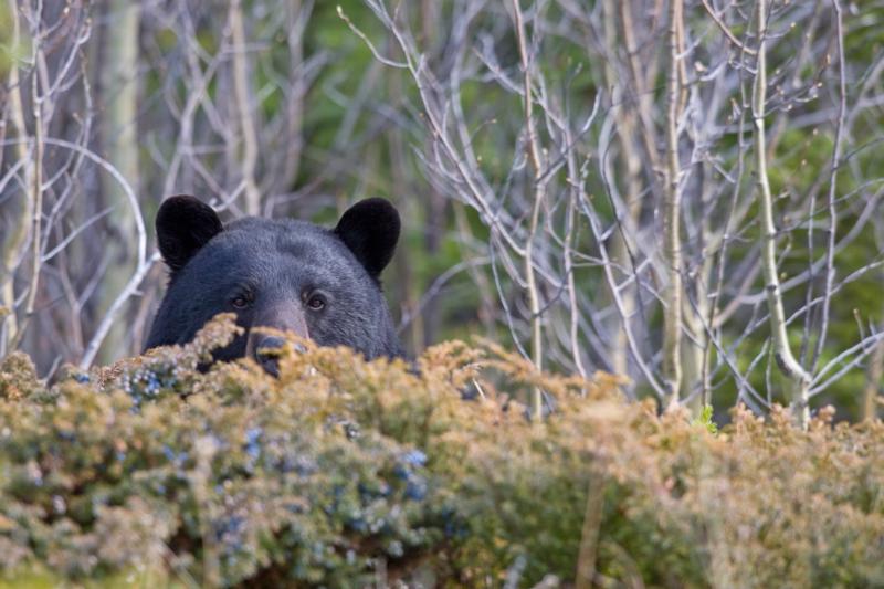 Pavolov's Bears  Scent Conditioning Bears - Bear Baiting - Bear Hunting  Magazine