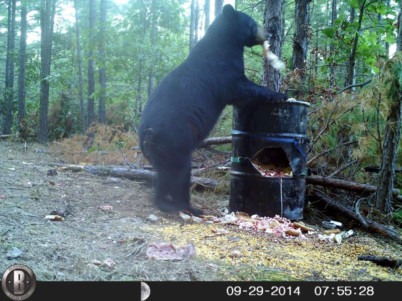The Great Bait Switch - Bear Baiting - Bear Hunting Magazine