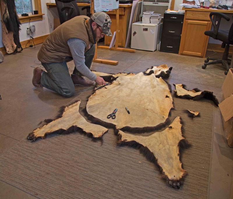 Bear Hunting, How To Tell If A Bear Skin Rug Is Real