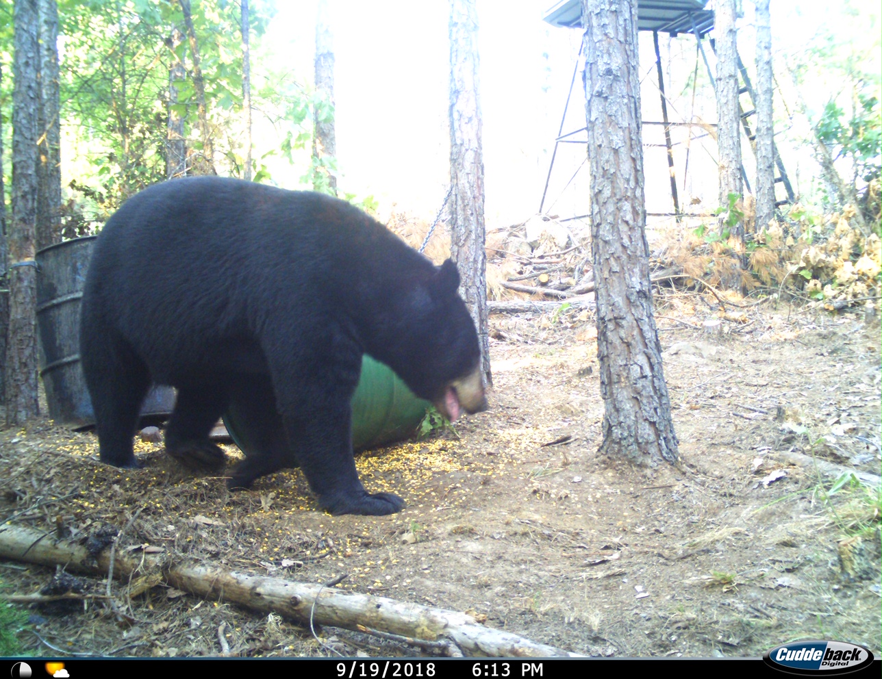 Giant oklahoma black bear